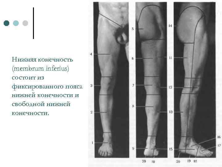 Нижняя конечность (membrum inferius) состоит из фиксированного пояса нижней конечности и свободной нижней конечности.