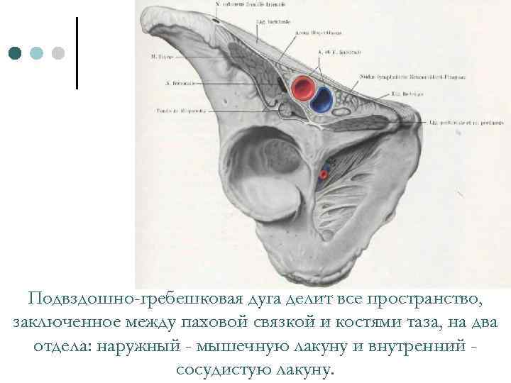 Подвздошно-гребешковая дуга делит все пространство, заключенное между паховой связкой и костями таза, на два