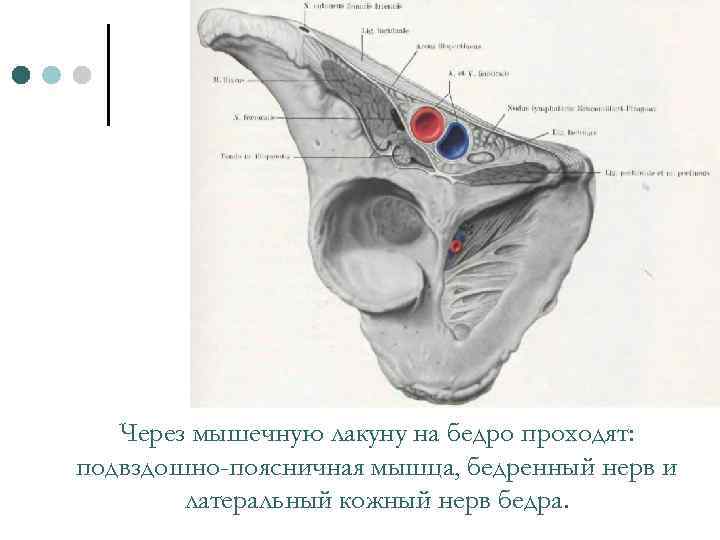 Через мышечную лакуну на бедро проходят: подвздошно-поясничная мышца, бедренный нерв и латеральный кожный нерв