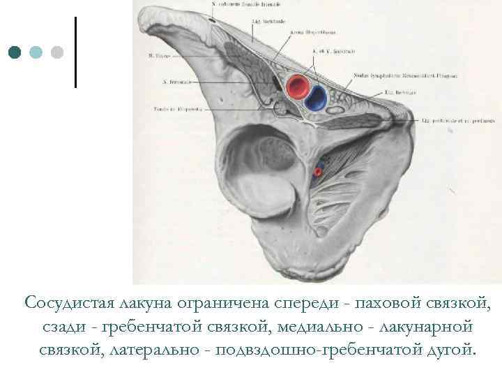 Мышечная и сосудистая лакуны схема