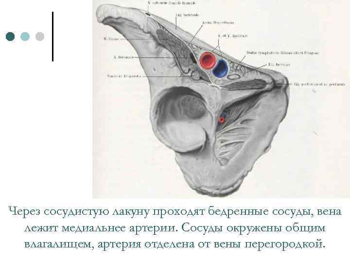 Через сосудистую лакуну проходят бедренные сосуды, вена лежит медиальнее артерии. Сосуды окружены общим влагалищем,