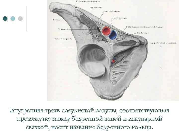 Внутренняя треть сосудистой лакуны, соответствующая промежутку между бедренной веной и лакунарной связкой, носит название