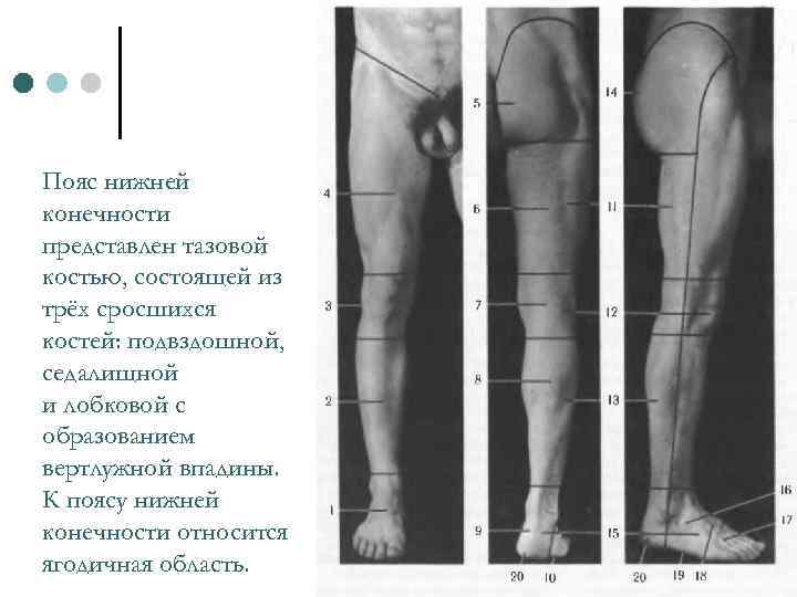 Пояс нижней конечности представлен тазовой костью, состоящей из трёх сросшихся костей: подвздошной, седалищной и