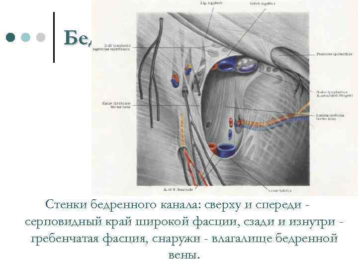 Бедренный канал Стенки бедренного канала: сверху и спереди серповидный край широкой фасции, сзади и