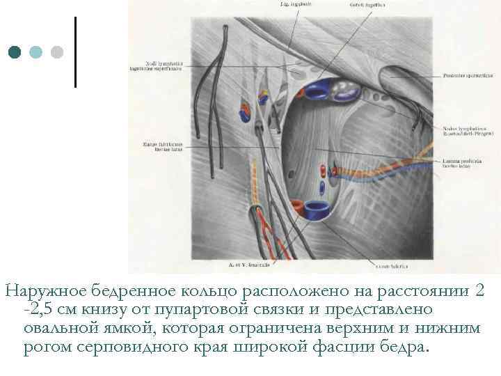 Наружное бедренное кольцо расположено на расстоянии 2 -2, 5 см книзу от пупартовой связки