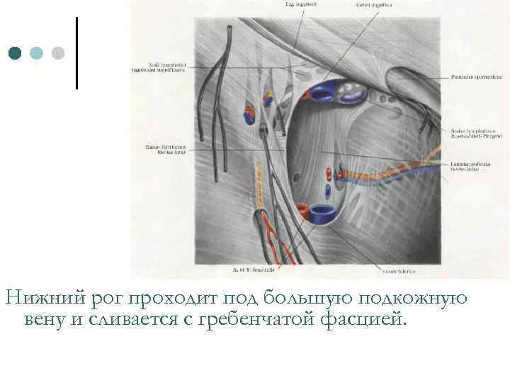 Нижний рог проходит под большую подкожную вену и сливается с гребенчатой фасцией. 