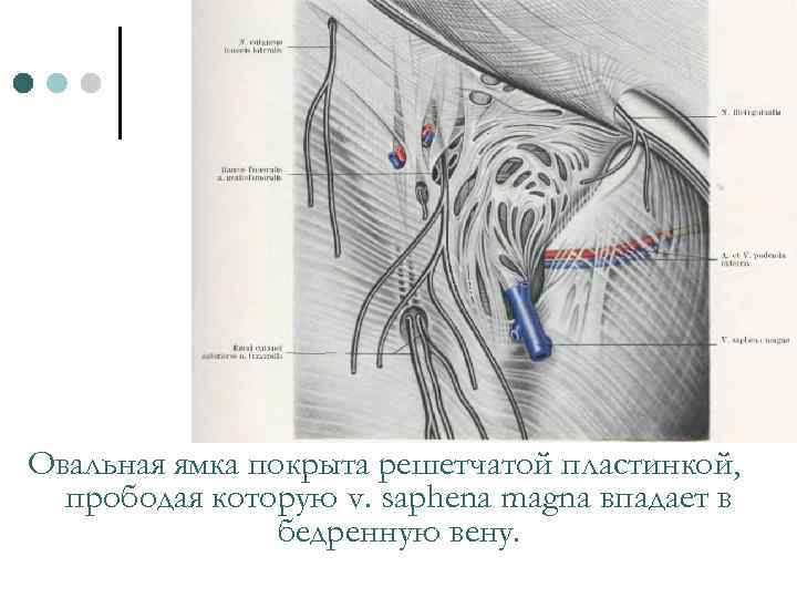 Овальная ямка покрыта решетчатой пластинкой, прободая которую v. saphena magna впадает в бедренную вену.