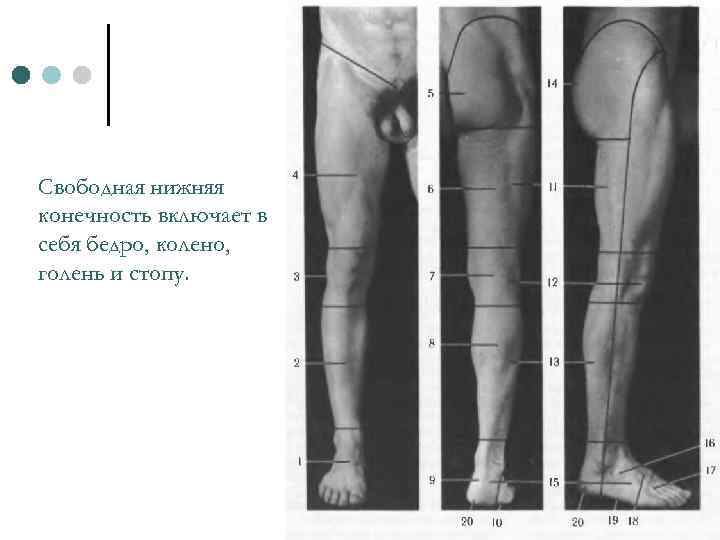 Свободная нижняя конечность включает в себя бедро, колено, голень и стопу. 