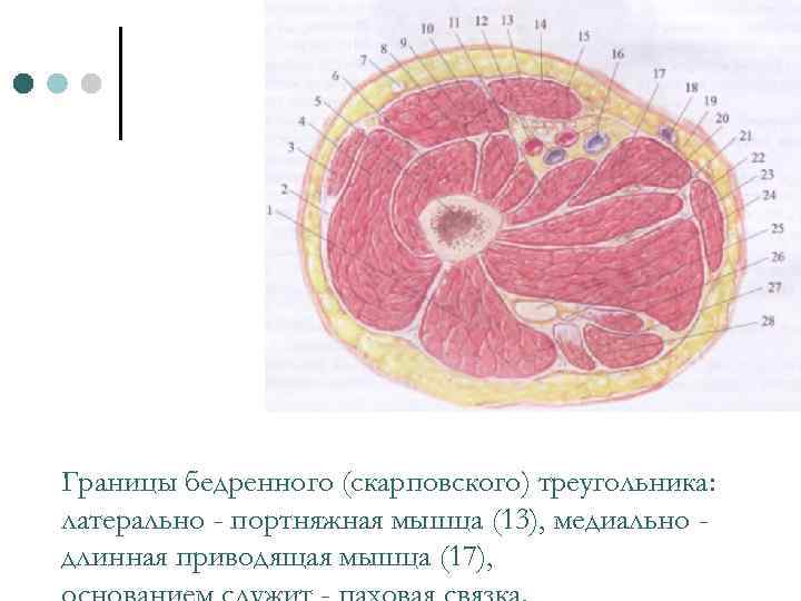 Границы бедренного (скарповского) треугольника: латерально - портняжная мышца (13), медиально длинная приводящая мышца (17),