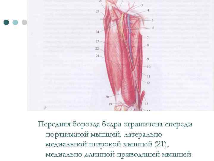 Передняя борозда бедра ограничена спереди портняжной мышцей, латерально медиальной широкой мышцей (21), медиально длинной