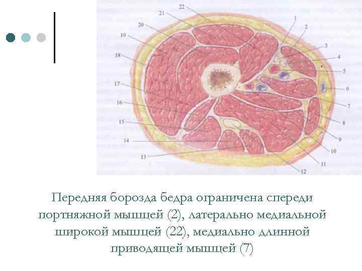 Бедро картинка анатомия