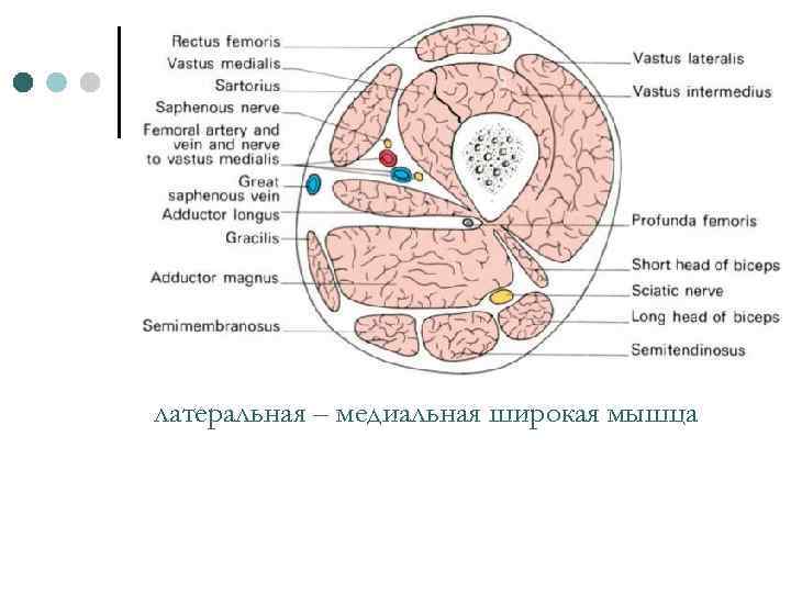 латеральная – медиальная широкая мышца 