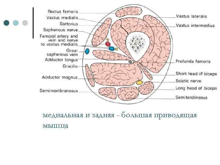 медиальная и задняя - большая приводящая мышца 