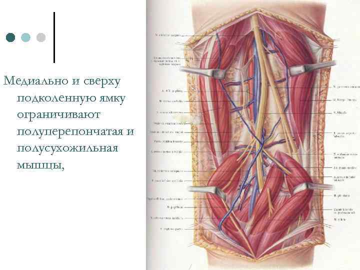 Медиально и сверху подколенную ямку ограничивают полуперепончатая и полусухожильная мышцы, 