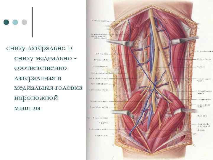 снизу латерально и снизу медиально соответственно латеральная и медиальная головки икроножной мышцы 