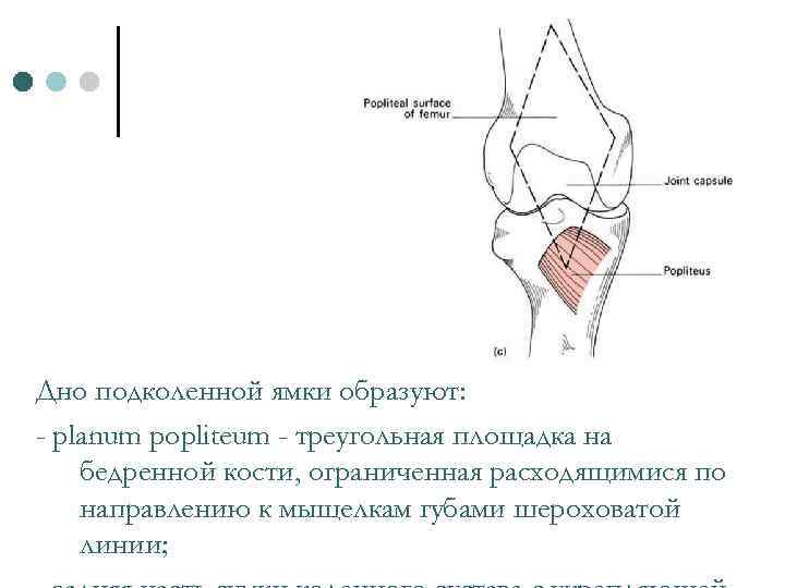 Дно подколенной ямки образуют: - planum popliteum - треугольная площадка на бедренной кости, ограниченная