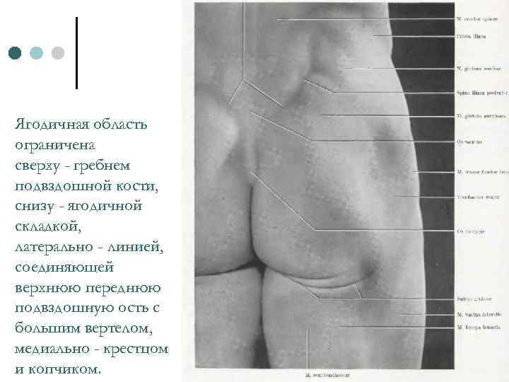 Ягодичная область ограничена сверху - гребнем подвздошной кости, снизу - ягодичной складкой, латерально -