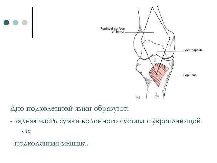 Дно подколенной ямки образуют: - задняя часть сумки коленного сустава с укрепляющей ее; -