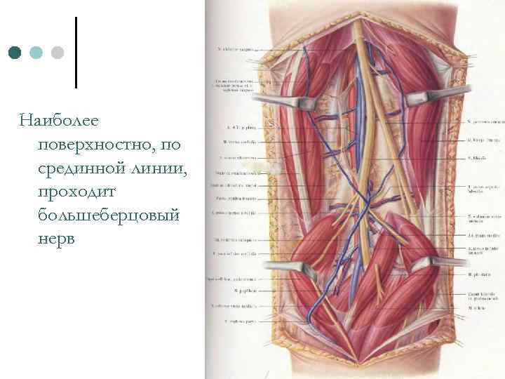 Наиболее поверхностно, по срединной линии, проходит большеберцовый нерв 