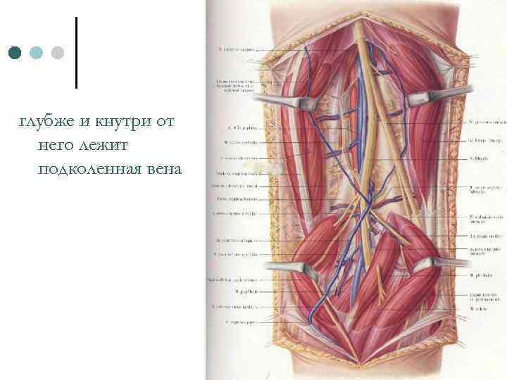 глубже и кнутри от него лежит подколенная вена 