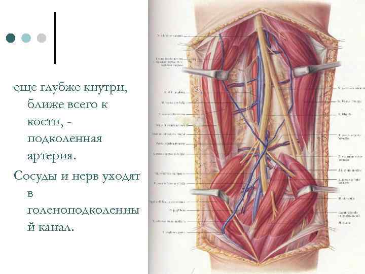 еще глубже кнутри, ближе всего к кости, подколенная артерия. Сосуды и нерв уходят в