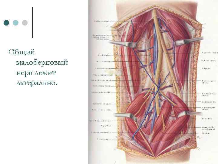 Общий малоберцовый нерв лежит латерально. 