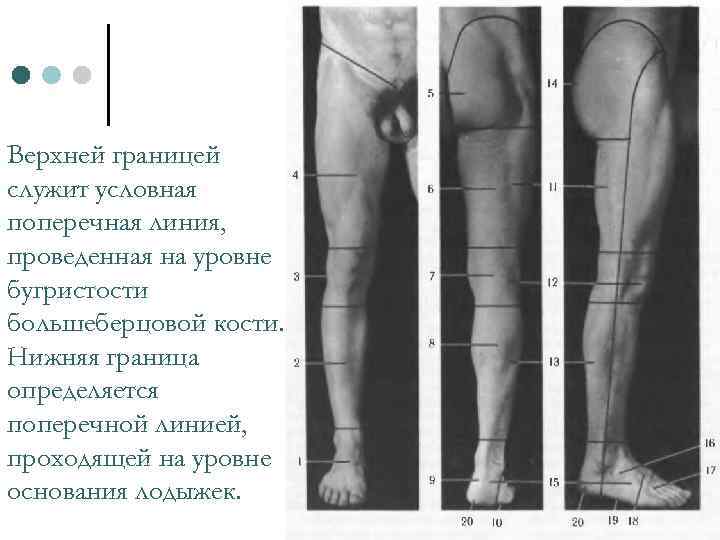 Верхней границей служит условная поперечная линия, проведенная на уровне бугристости большеберцовой кости. Нижняя граница