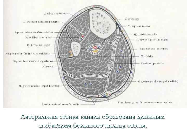 Латеральная стенка канала образована длинным сгибателем большого пальца стопы. 