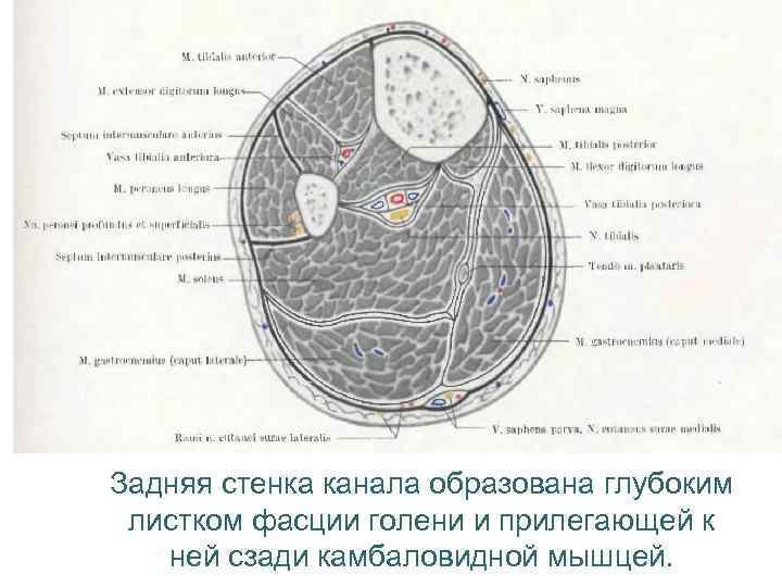 Задняя стенка канала образована глубоким листком фасции голени и прилегающей к ней сзади камбаловидной