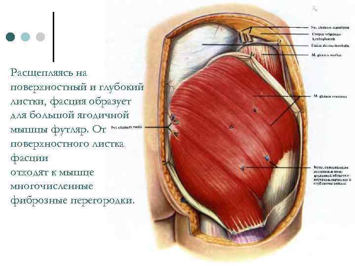 Расщепляясь на поверхностный и глубокий листки, фасция образует для большой ягодичной мышцы футляр. От