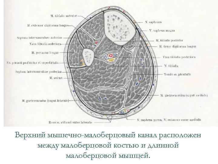Верхний мышечно-малоберцовый канал расположен между малоберцовой костью и длинной малоберцовой мышцей. 