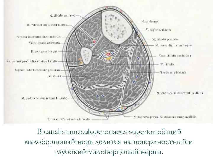 В canalis musculoperonaeus superior общий малоберцовый нерв делится на поверхностный и глубокий малоберцовый нервы.