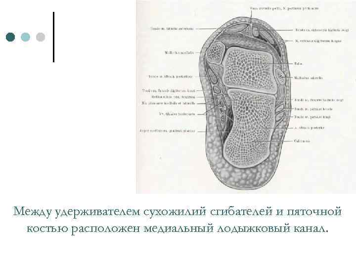 Между удерживателем сухожилий сгибателей и пяточной костью расположен медиальный лодыжковый канал. 