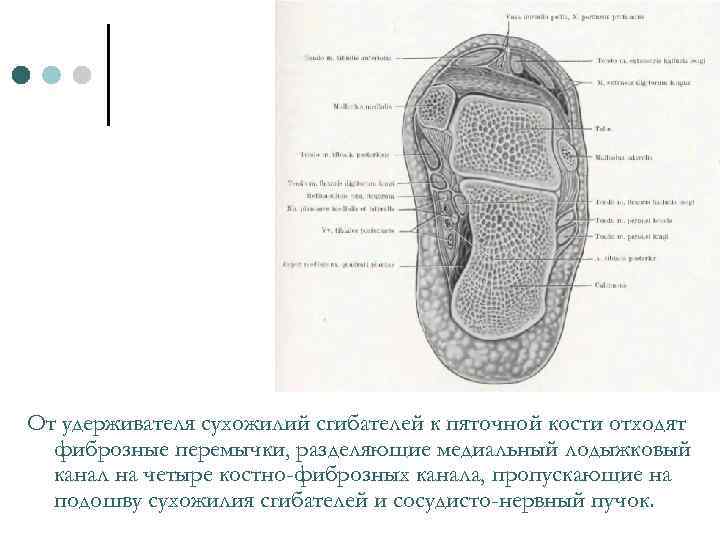 От удерживателя сухожилий сгибателей к пяточной кости отходят фиброзные перемычки, разделяющие медиальный лодыжковый канал