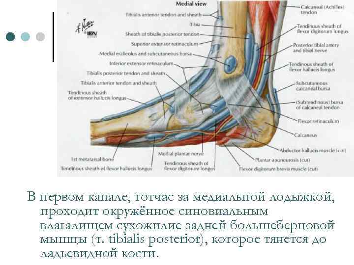 В первом канале, тотчас за медиальной лодыжкой, проходит окружённое синовиальным влагалищем сухожилие задней большеберцовой