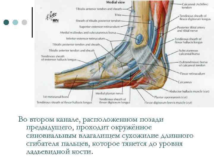 Во втором канале, расположенном позади предыдущего, проходит окружённое синовиальным влагалищем сухожилие длинного сгибателя пальцев,