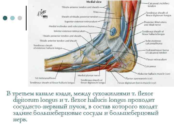 В третьем канале кзади, между сухожилиями т. flexor digitorum longus и т. flexor hallucis