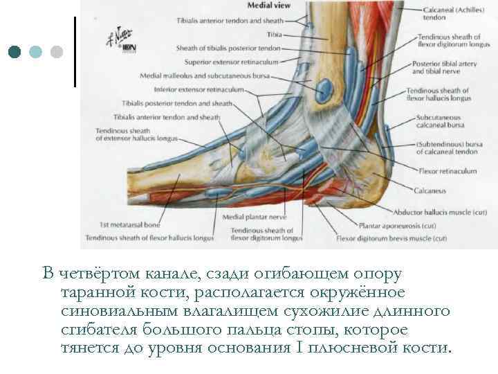 В четвёртом канале, сзади огибающем опору таранной кости, располагается окружённое синовиальным влагалищем сухожилие длинного