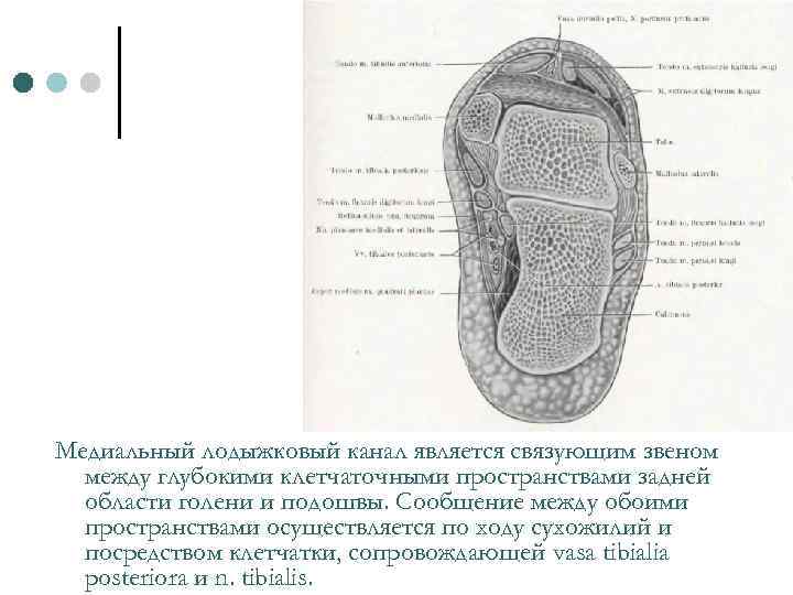 Медиальный лодыжковый канал является связующим звеном между глубокими клетчаточными пространствами задней области голени и
