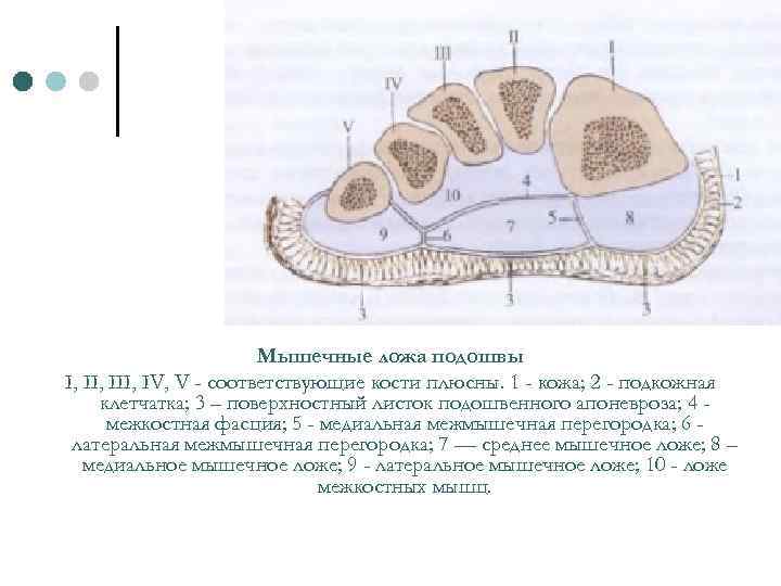 Мышечные ложа подошвы I, III, IV, V - соответствующие кости плюсны. 1 - кожа;