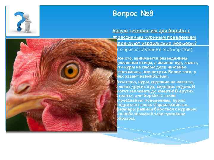 Вопрос № 8 Какую технологию для борьбы с агрессивным куриным поведением используют израильские фермеры?