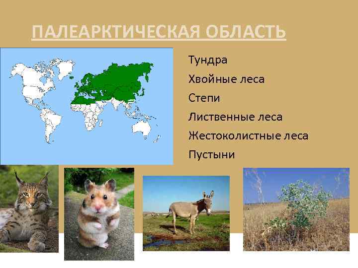 ПАЛЕАРКТИЧЕСКАЯ ОБЛАСТЬ Тундра Хвойные леса Степи Лиственные леса Жестоколистные леса Пустыни 