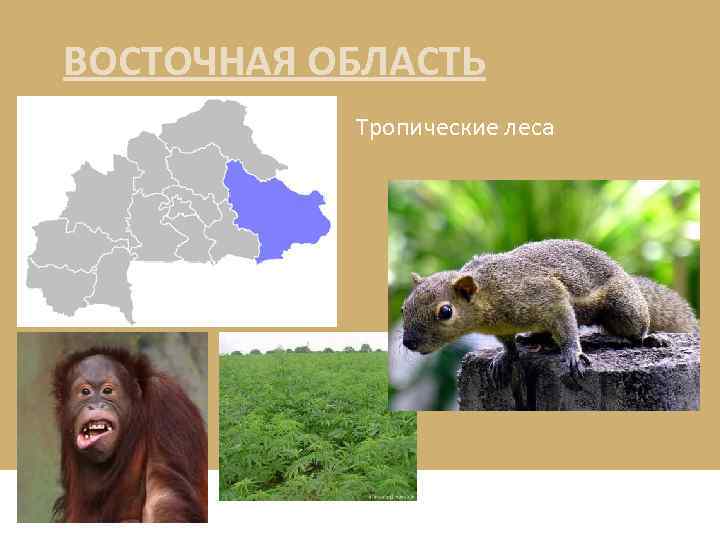 ВОСТОЧНАЯ ОБЛАСТЬ Тропические леса 