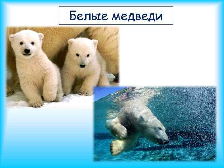 Белые медведи 