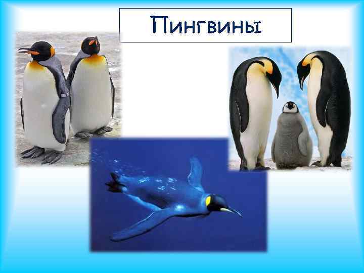 Пингвины 
