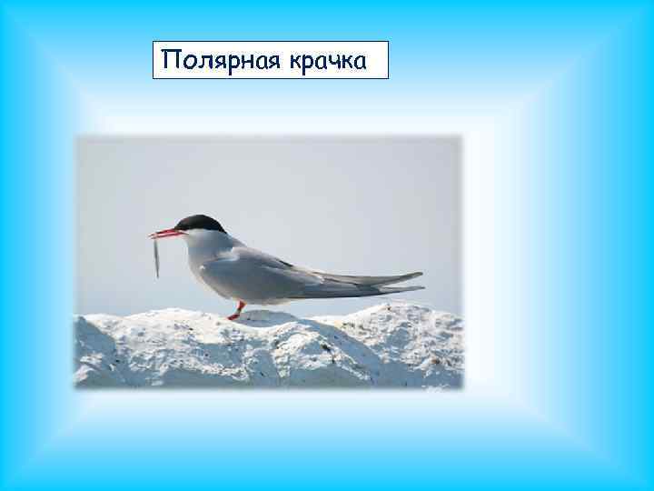 Полярная крачка 