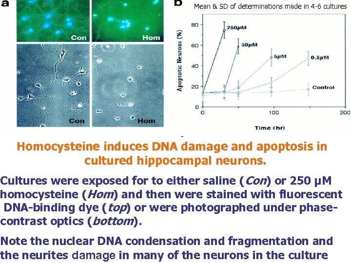 Mean & SD of determinations made in 4 -6 cultures Homocysteine induces DNA damage