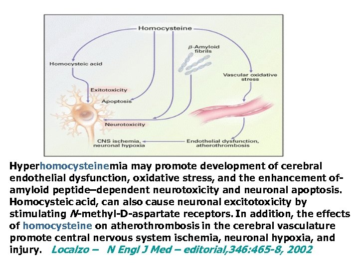 Hyperhomocysteinemia may promote development of cerebral endothelial dysfunction, oxidative stress, and the enhancement ofamyloid