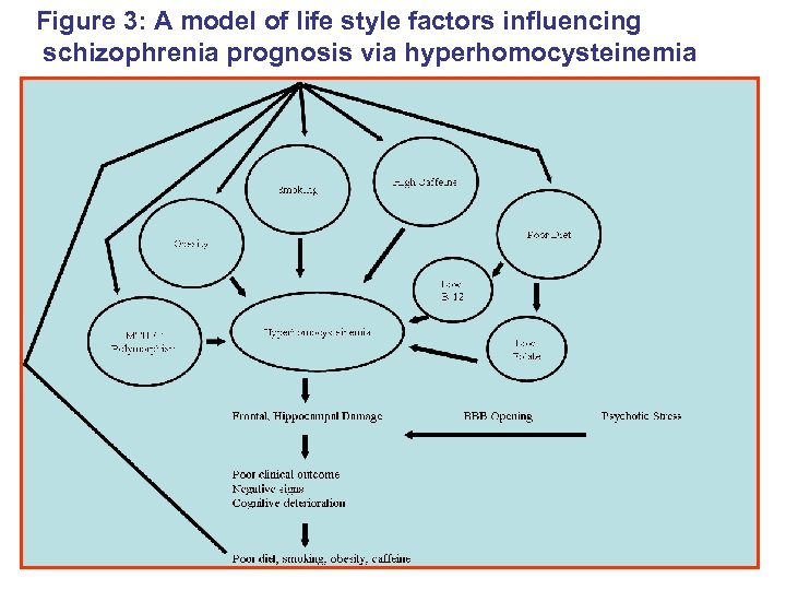 Figure 3: A model of life style factors influencing schizophrenia prognosis via hyperhomocysteinemia 