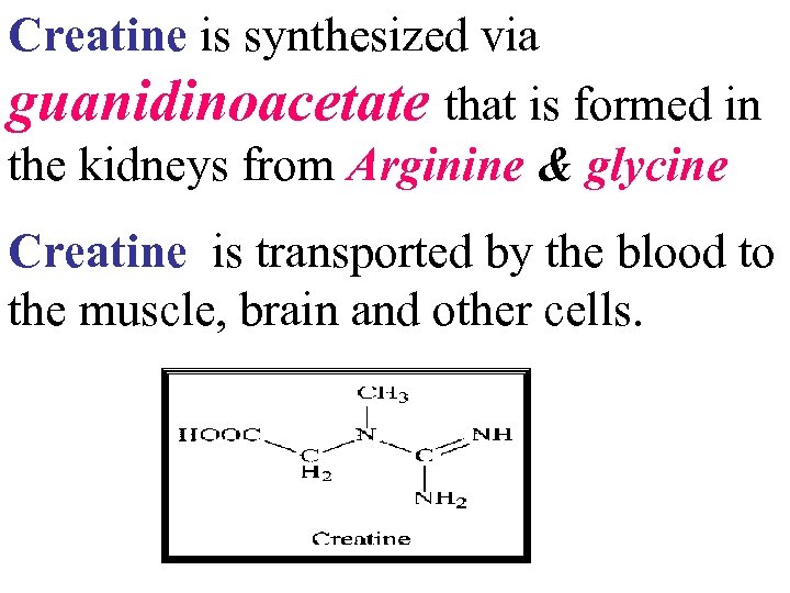 Creatine is synthesized via guanidinoacetate that is formed in the kidneys from Arginine &